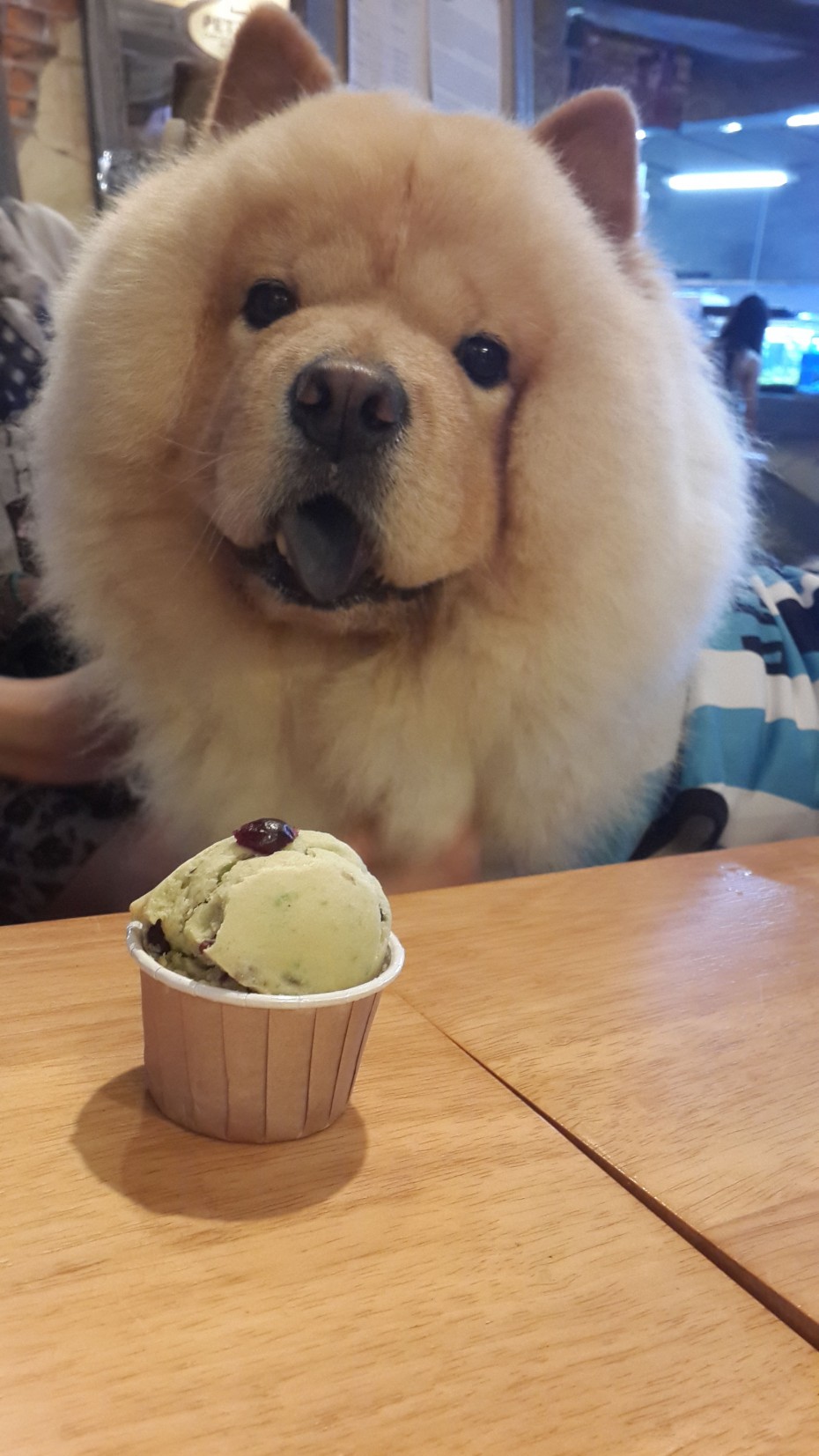 A cuddly customer at Blink Pets Bakery poses with his muffin. - Photo: Jeffrey Tiong