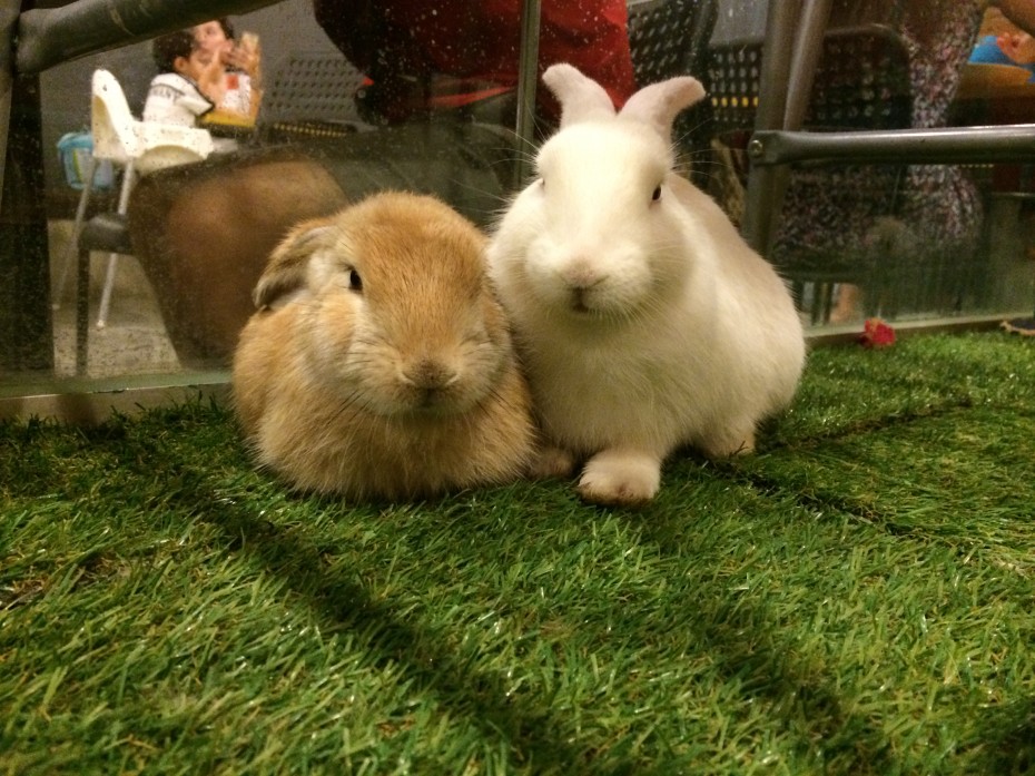 Hang out with your friends and these furry bunnies at Hop Hop Cafe.