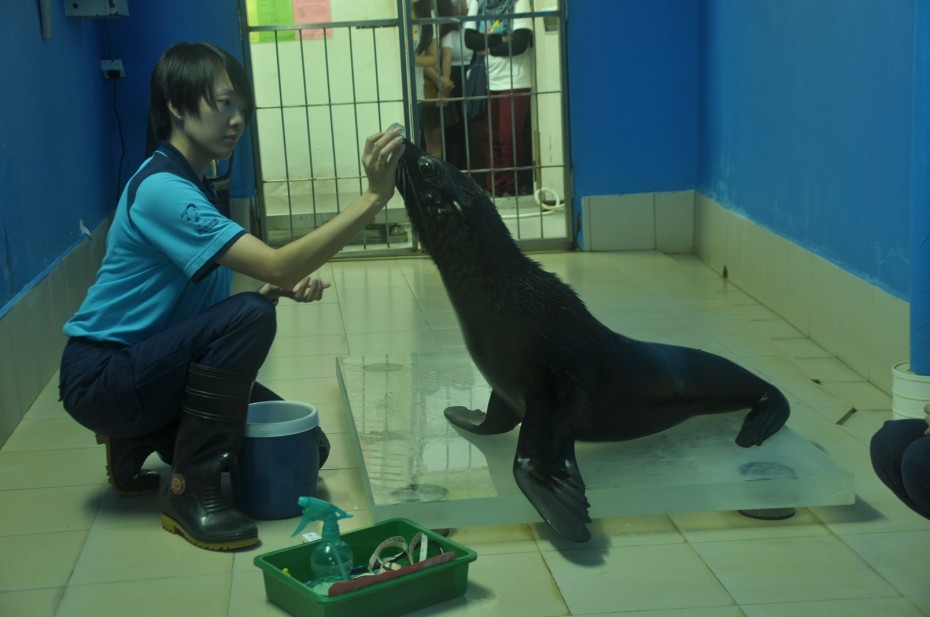 Tan Gin Lui's job is all about taking care of the two southern fur seals at Underwater World Langkawi, who are not only highly intelligent, but also very affectionate