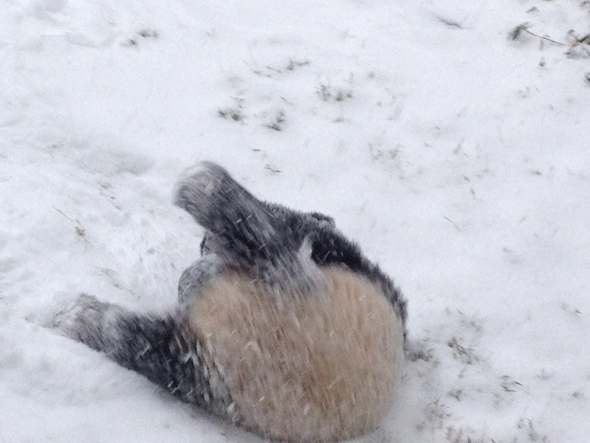 Bao Bao attempts to make a snow angel we think). Photo from the Smithsonian National Museum.