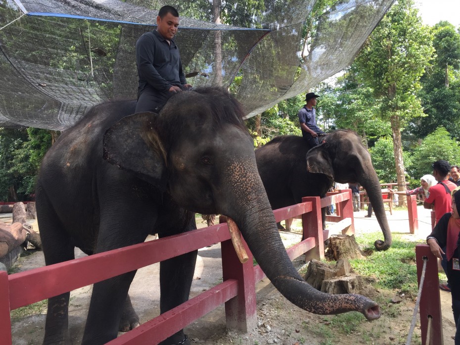 Participants of BRATs Raub will be visiting the amazing Kuala Gandah elephant sanctuary this Friday.