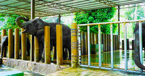Selendang, one of the many elephants in NECC