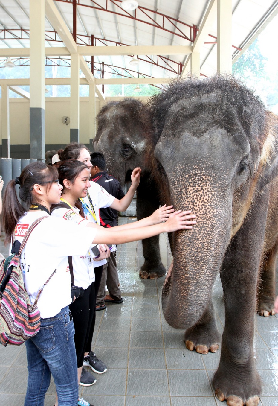 BRATs Raub participants got up close and personal with these big grey beasts at the Kuala Gandah Elephant Sanctuary. But it wasn’t all fun and games - they had to clean out the elephants’ stalls and feed them brunch, too! Photo: SAMUEL ONG/ The Star