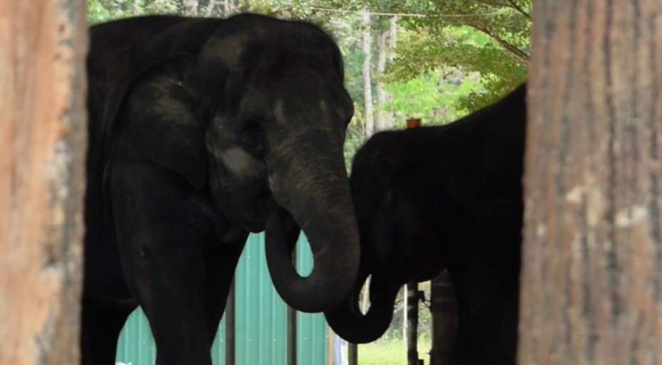 A video taken by one of the BRATs highlights the elephants' eating habits and their fondness for juicy sugarcanes!